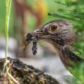 Amsel (Turdus merula) Weibchen mit Nistmaterial