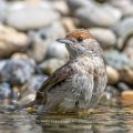 Mönchsgrasmücke (Sylvia atricapilla) Weibchen, badend