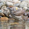 Mönchsgrasmücke (Sylvia atricapilla) Weibchen, badend