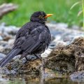 Amsel (Turdus merula) Männchen