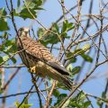 Turmfalke (Falco tinnunculus) flügger Jungvogel