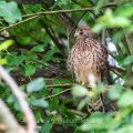 Turmfalke (Falco tinnunculus) flügger Jungvogel