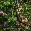 Turmfalke (Falco tinnunculus) flügger Jungvogel