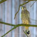 Turmfalke (Falco tinnunculus) flügger Jungvogel