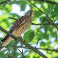 Turmfalke (Falco tinnunculus) flügger Jungvogel