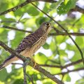 Turmfalke (Falco tinnunculus) flügger Jungvogel