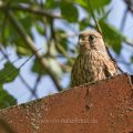 Turmfalke (Falco tinnunculus) flügger Jungvogel