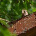 Turmfalke (Falco tinnunculus) flügger Jungvogel