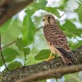 Turmfalke (Falco tinnunculus) flügger Jungvogel