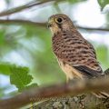 Turmfalke (Falco tinnunculus) flügger Jungvogel