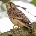 Turmfalke (Falco tinnunculus) flügger Jungvogel