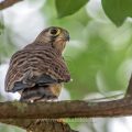 Turmfalke (Falco tinnunculus) flügger Jungvogel