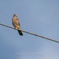 Turmfalke (Falco tinnunculus) flügger Jungvogel