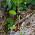 Steinkauz (Athene noctua) Jungvogel