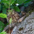 Steinkauz (Athene noctua) Jungvogel