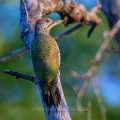 Grünspecht (Picus viridis) Jungvogel