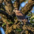 Turmfalke (Falco tinnunculus) Jungvogel