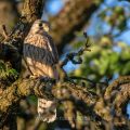 Turmfalke (Falco tinnunculus) Jungvogel