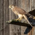 Turmfalke (Falco tinnunculus) Jungvogel