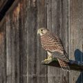 Turmfalke (Falco tinnunculus) Jungvogel