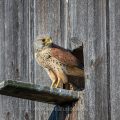 Turmfalke (Falco tinnunculus) Männchen