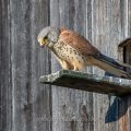 Turmfalke (Falco tinnunculus) Männchen