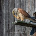 Turmfalke (Falco tinnunculus) Männchen