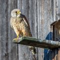 Turmfalke (Falco tinnunculus) Männchen