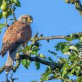 Turmfalke (Falco tinnunculus) Männchen