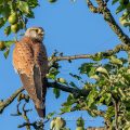 Turmfalke (Falco tinnunculus) Männchen