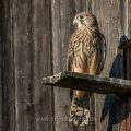 Turmfalke (Falco tinnunculus) Jungvogel