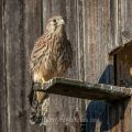 Turmfalke (Falco tinnunculus) Jungvogel