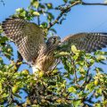 Turmfalke (Falco tinnunculus) Jungvogel, Flugübungen