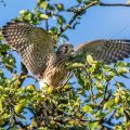Turmfalke (Falco tinnunculus) Jungvogel, Flugübungen