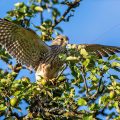 Turmfalke (Falco tinnunculus) Jungvogel, Flugübungen