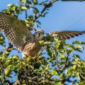 Turmfalke (Falco tinnunculus) Jungvogel, Flugübungen