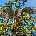 Turmfalke (Falco tinnunculus) Jungvogel, Flugübungen