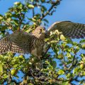 Turmfalke (Falco tinnunculus) Jungvogel, Flugübungen