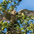 Turmfalke (Falco tinnunculus) Jungvogel, Flugübungen