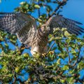 Turmfalke (Falco tinnunculus) Jungvogel, Flugübungen