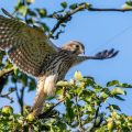 Turmfalke (Falco tinnunculus) Jungvogel, Flugübungen