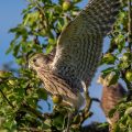 Turmfalke (Falco tinnunculus) Jungvogel, Flugübungen