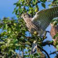 Turmfalke (Falco tinnunculus) Jungvogel, Flugübungen