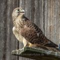 Turmfalke (Falco tinnunculus) Jungvogel