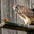 Turmfalke (Falco tinnunculus) Jungvogel mit Schmetterling