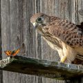Turmfalke (Falco tinnunculus) Jungvogel mit Schmetterling