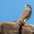 Turmfalke (Falco tinnunculus) Jungvogel