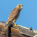 Turmfalke (Falco tinnunculus) Jungvogel