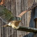 Turmfalke (Falco tinnunculus) Jungvogel, Flugübungen