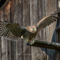 Turmfalke (Falco tinnunculus) Jungvogel, Flugübungen